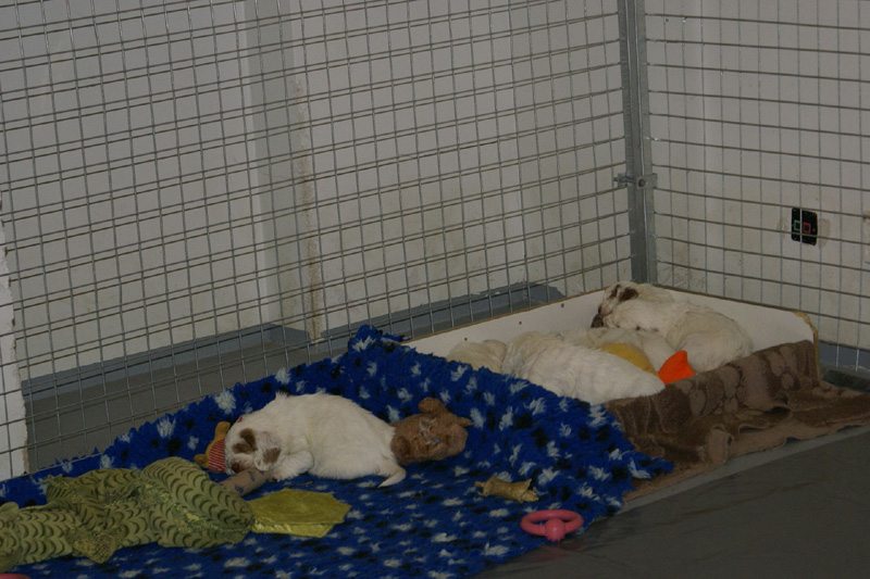 pups_almost_5weeks_old_s