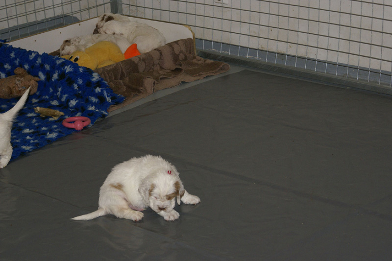 pups_almost_5weeks_old_t