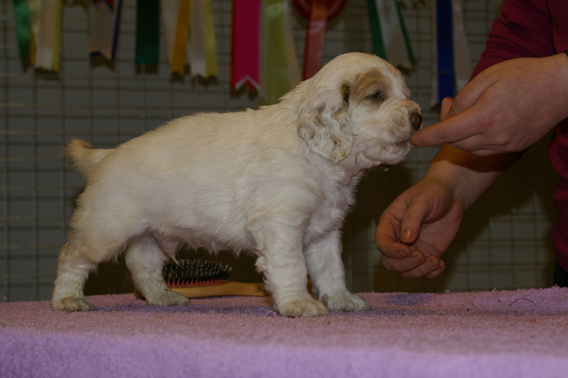 x_boy_blue_almost_5weeks