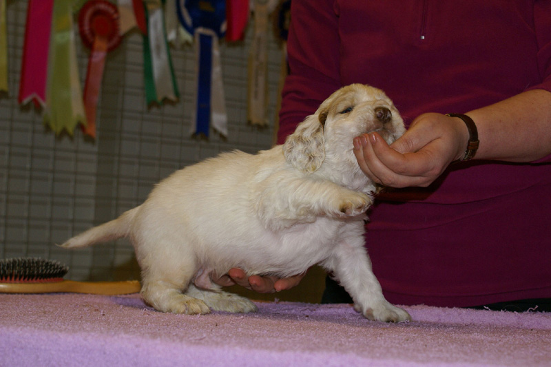 x_boy_blue_almost_5weeks_c