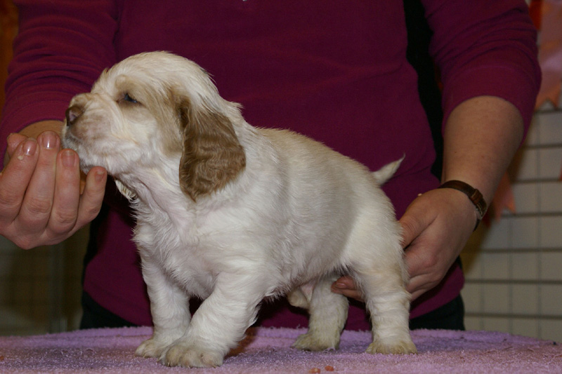 x_boy_blue_almost_5weeks_h