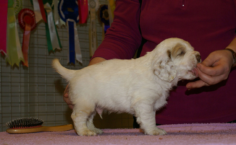 x_boy_blue_almost_5weeks_j