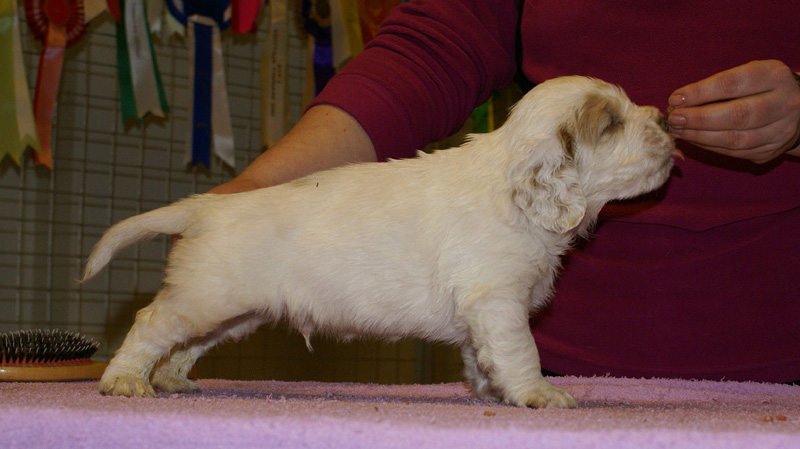 x_boy_blue_almost_5weeks_k