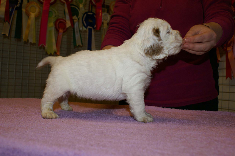 x_boy_bronze_almost_5weeks