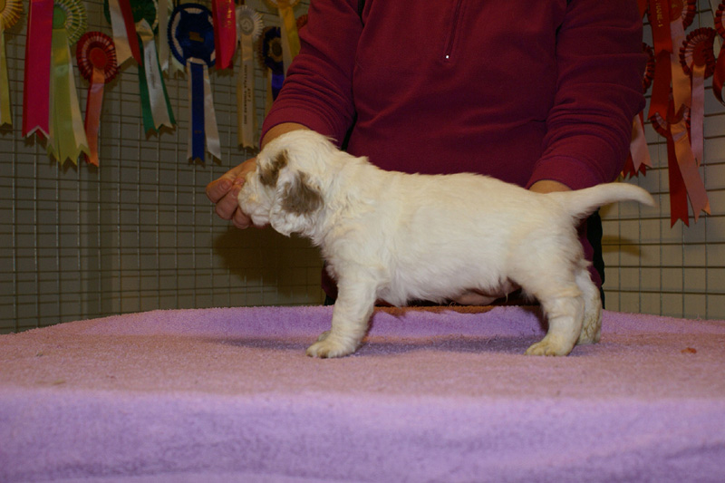 x_boy_bronze_almost_5weeks_f