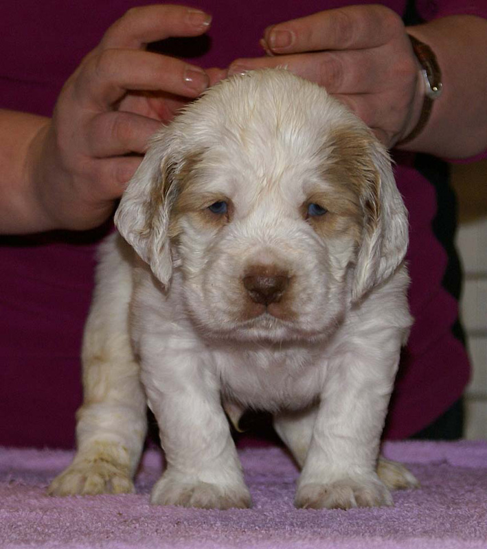 x_boy_purple_almost_5weeks_k