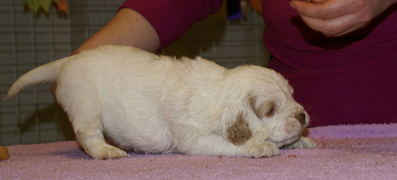 x_girl_blue_almost_5weeks_f