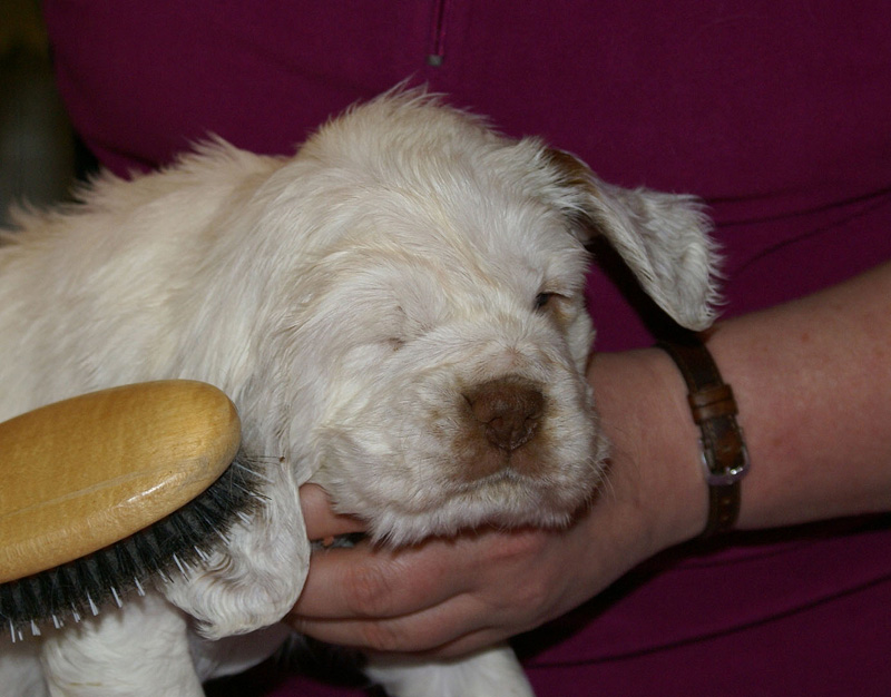 x_girl_bronze_almost_5weeks