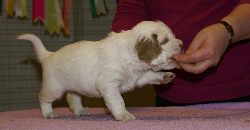 x_girl_pink_almost_5weeks_d