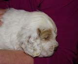 x_boy_blue_almost_5weeks_g