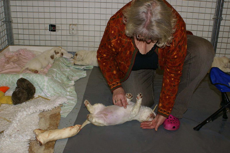 a_pups_nearly_6weeks_f