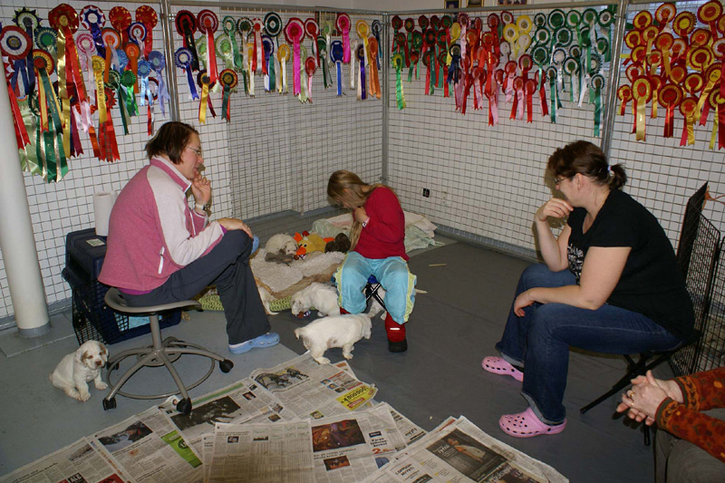 a_pups_nearly_6weeks_g