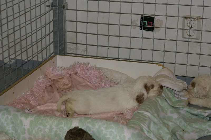 a_pups_nearly_6weeks_i