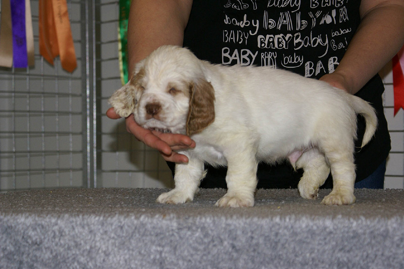 x_boy_blue_nearly_6weeks_c