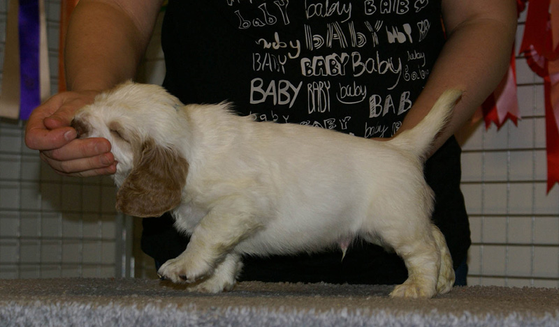 x_boy_blue_nearly_6weeks_h