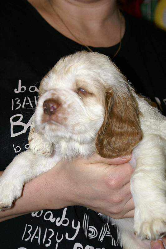 x_boy_blue_nearly_6weeks_i