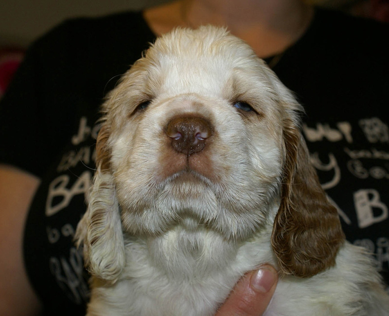 x_boy_blue_nearly_6weeks_l