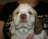 x_boy_blue_nearly_6weeks_l