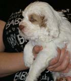 x_girl_blue_nearly_6weeks_h