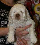 x_girl_bronze_nearly_6weeks_h