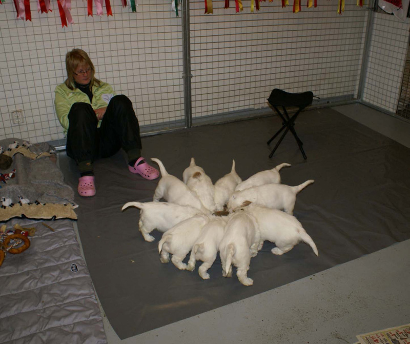 a_pups_nearly7weeks_K