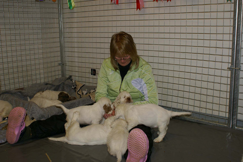 a_pups_nearly7weeks_m