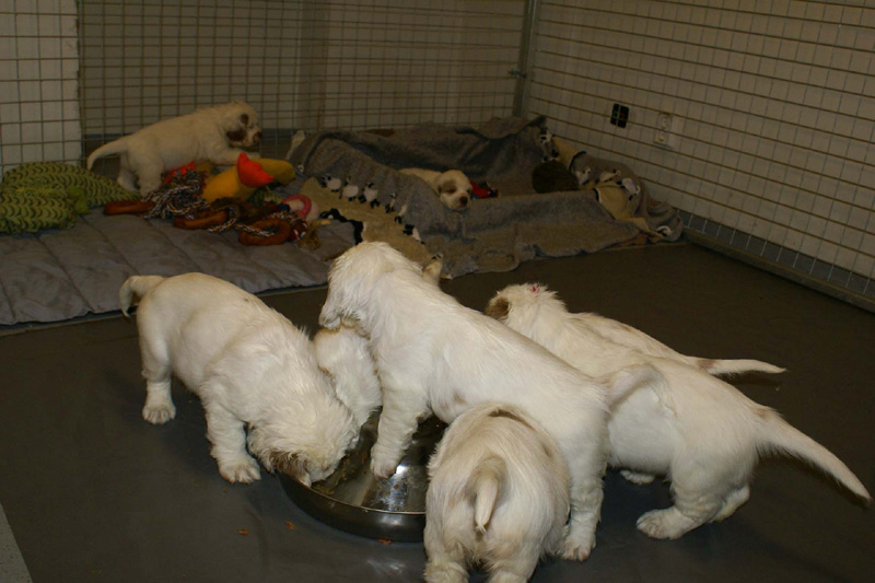 a_pups_nearly7weeks_p