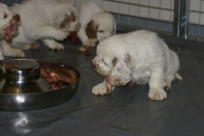 a_pups_nearly7weeks_r_eating_raw_b