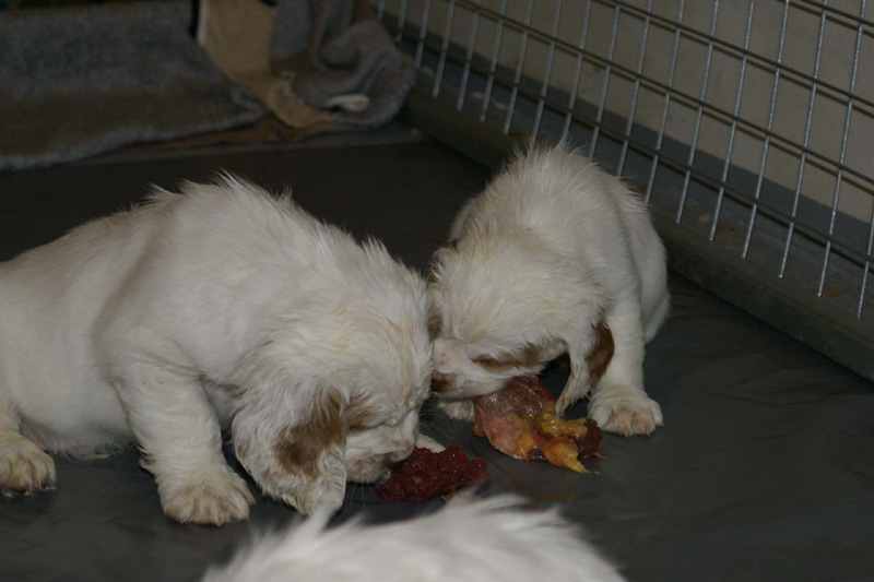 a_pups_nearly7weeks_r_eating_raw_c