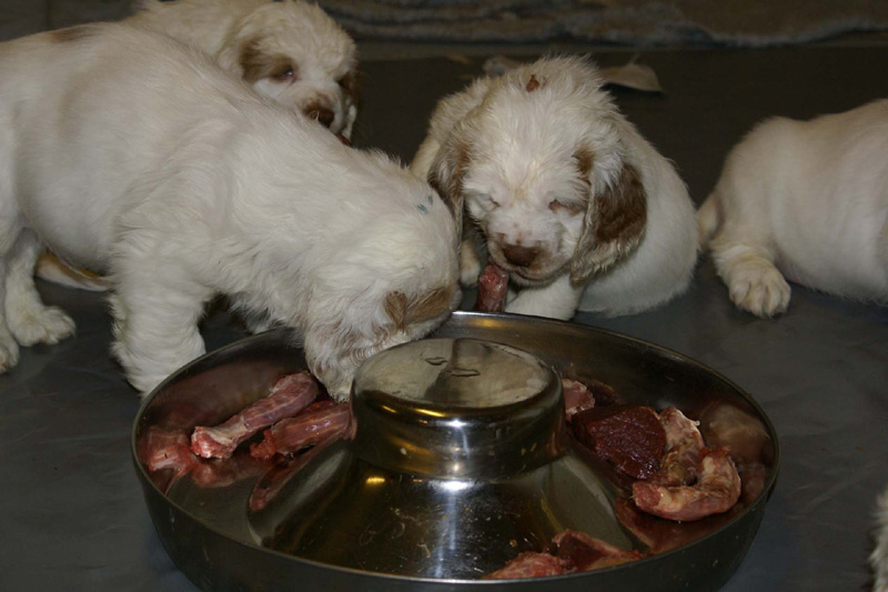 a_pups_nearly7weeks_r_eating_raw_d