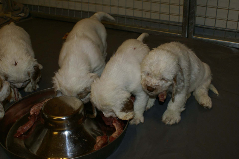 a_pups_nearly7weeks_r_eating_raw_e