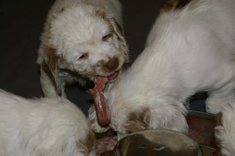 a_pups_nearly7weeks_r_eating_raw_f