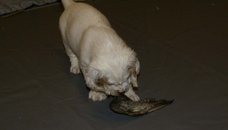 a_pups_nearly7weeks_s_PurpleBoy_mallard_wing