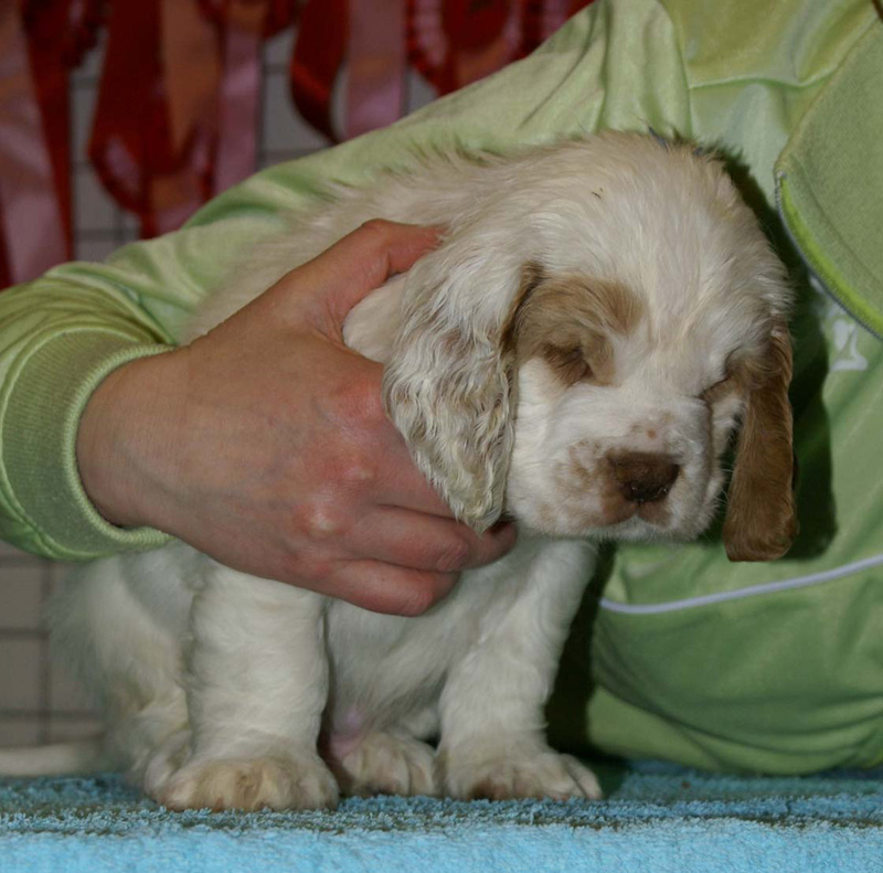 x_boy_blue_almost_7weeks_b