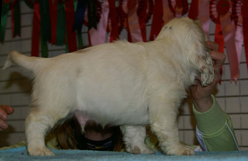 x_boy_blue_almost_7weeks_d