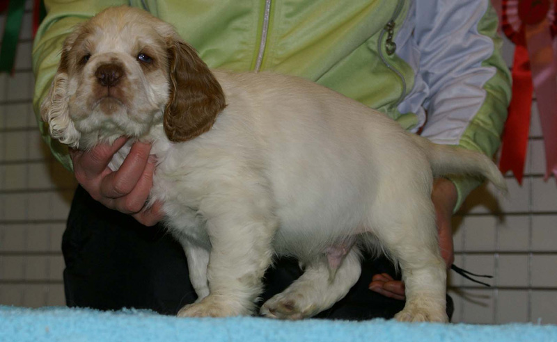 x_boy_blue_almost_7weeks_e