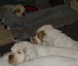 a_pups_nearly7weeks_q