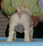 x_boy_bronze_almost_7weeks_d