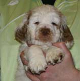 x_boy_bronze_almost_7weeks_g