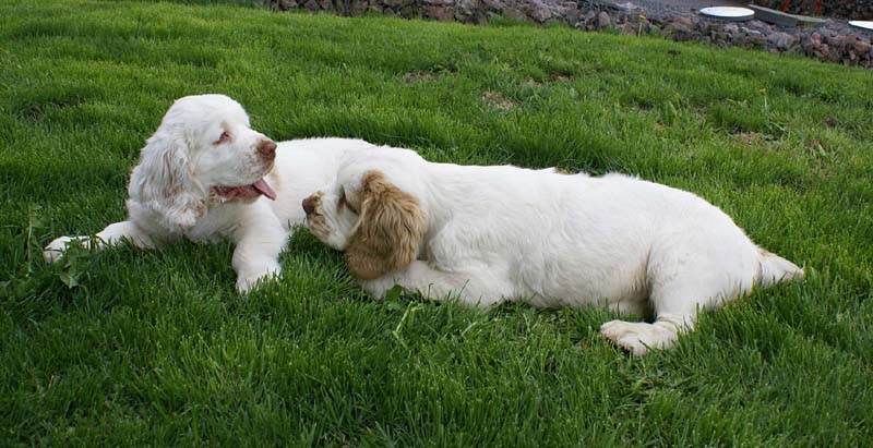 Bono_Flynn_4months_h