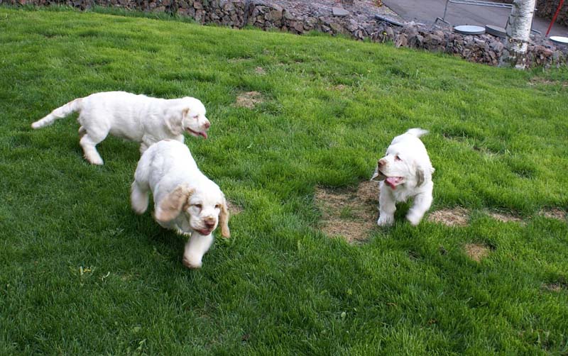 Bono_Flynn_Hilla_4months_d