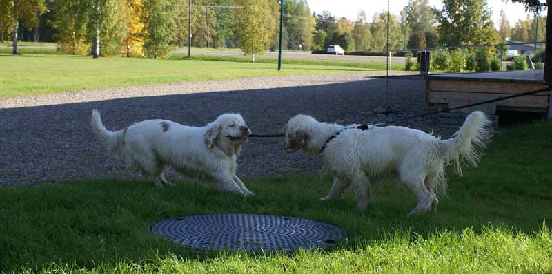 Bosse_10months_d_Bumbaa