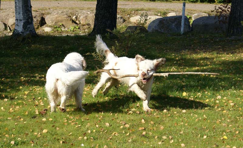 Bosse_10months_d_Cotton