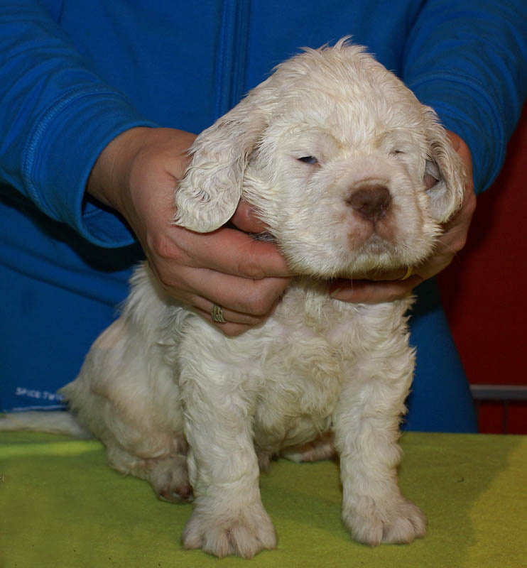 Bumbaa's_litter_5weeks_Boy_Blue_1