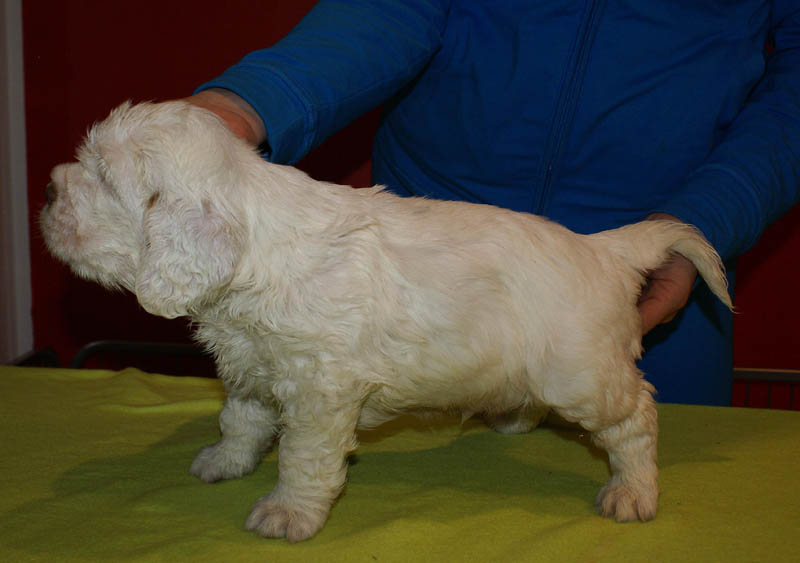 Bumbaa's_litter_5weeks_Boy_Blue_2