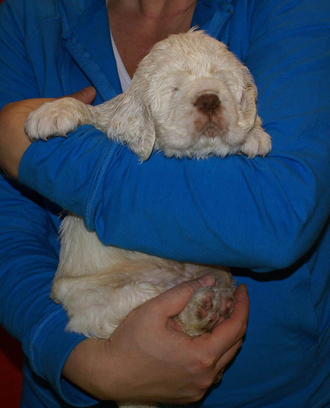 Bumbaa's_litter_5weeks_Boy_Blue_3