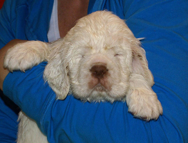 Bumbaa's_litter_5weeks_Boy_Blue_7