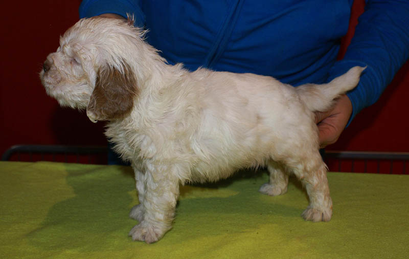 Bumbaa's_litter_5weeks_Boy_Bronze_10