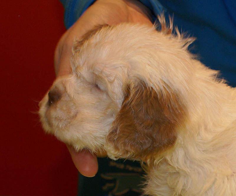 Bumbaa's_litter_5weeks_Boy_Bronze_6