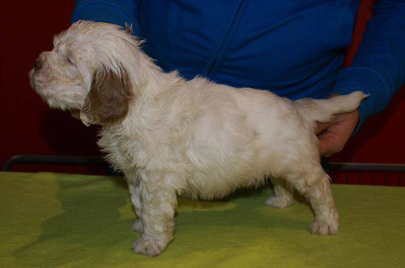 Bumbaa's_litter_5weeks_Boy_Bronze_9